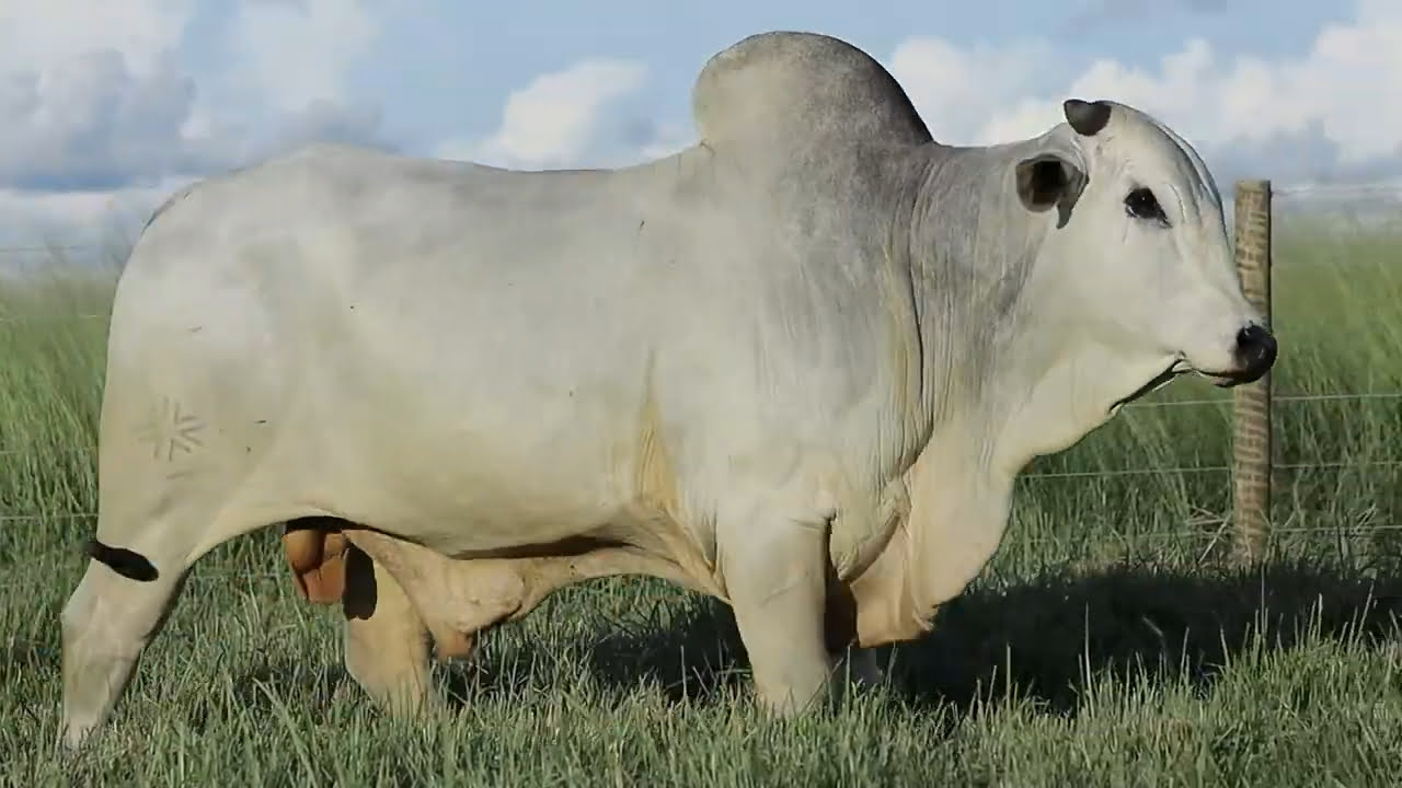 VideoScreenshot--YouTube-LOTE50AM524-0’31”