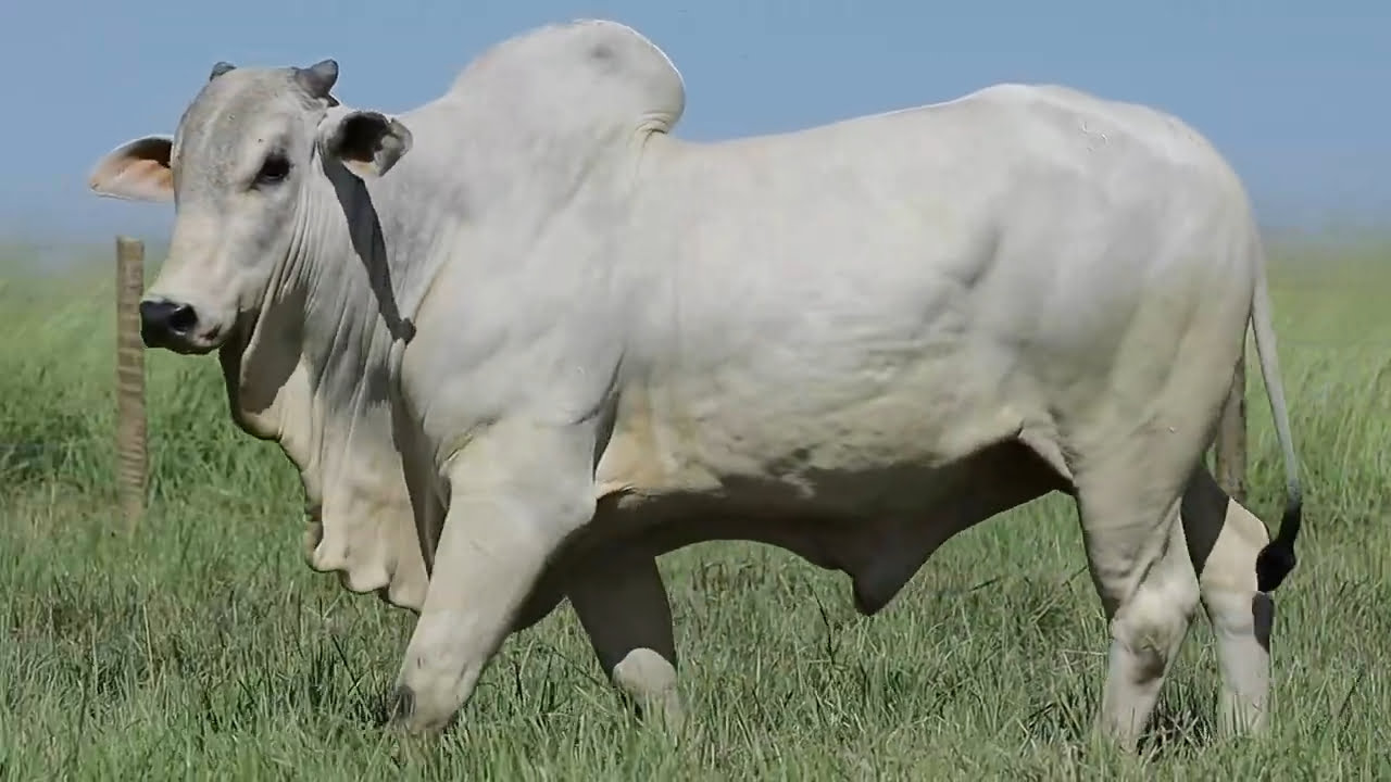 VideoScreenshot--YouTube-LOTE55AM571-0’21”