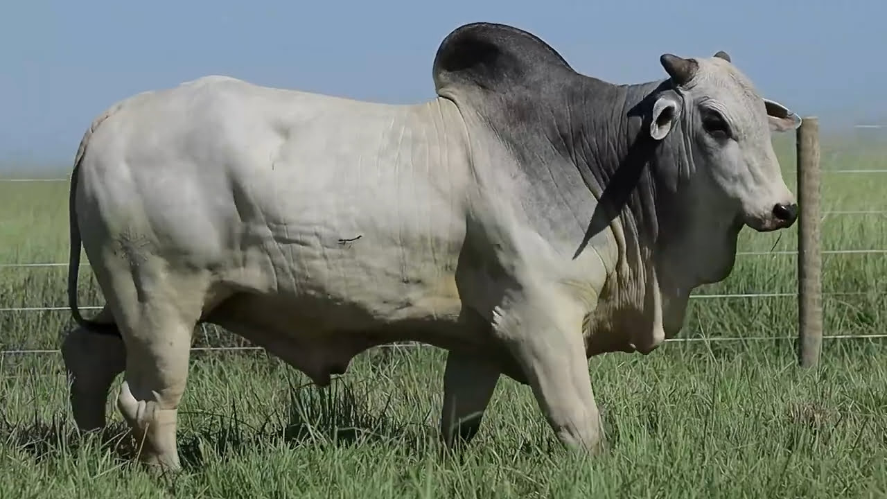 VideoScreenshot--YouTube-LOTE58AM625-0’20”