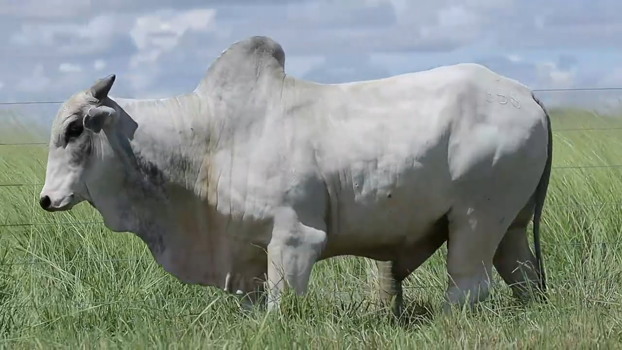 VideoScreenshot--YouTube-LOTE62AM658-0’24”