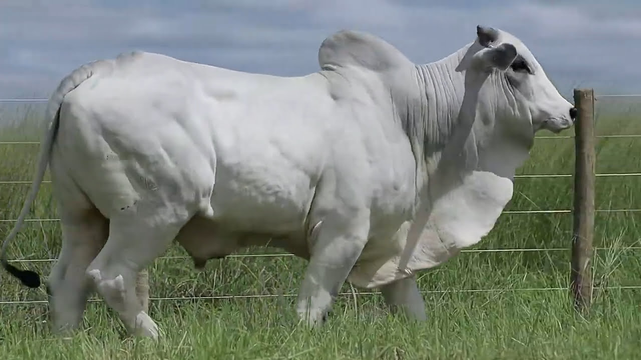 VideoScreenshot--YouTube-LOTE64AM676-0’19”