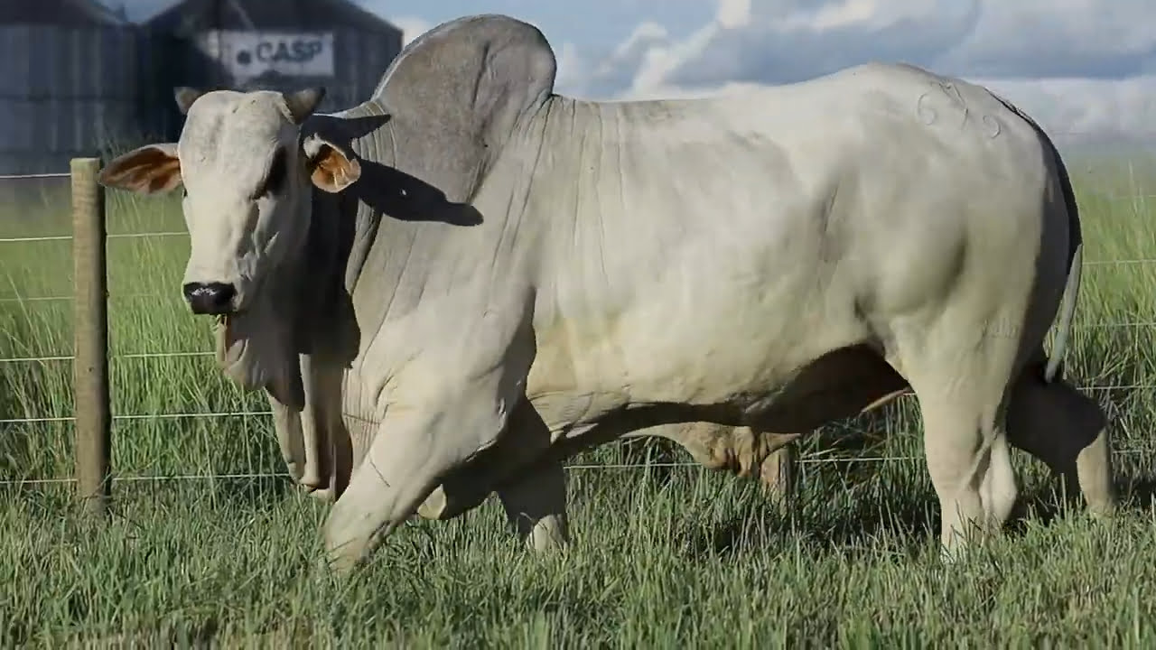 VideoScreenshot--YouTube-LOTE65AM679-0’19”