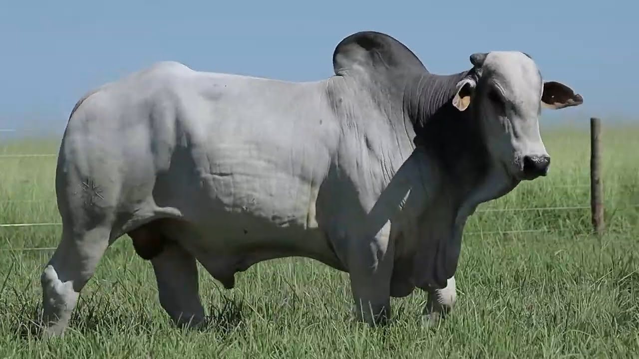 VideoScreenshot--YouTube-LOTE67AM689-0’20”