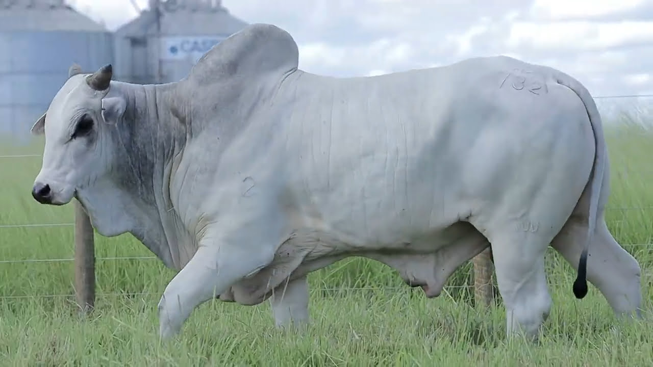 VideoScreenshot--YouTube-LOTE69AM732-0’19”