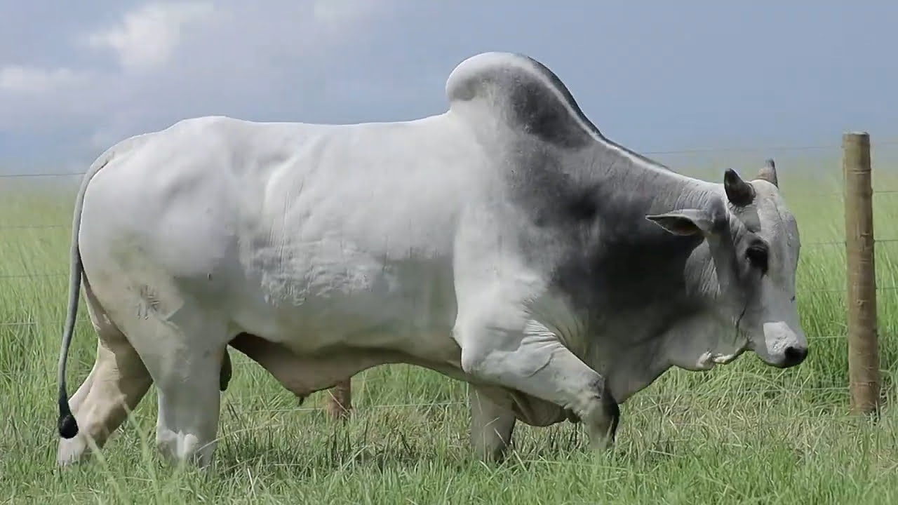 Leilão TopGen 2023 | LOTE 70