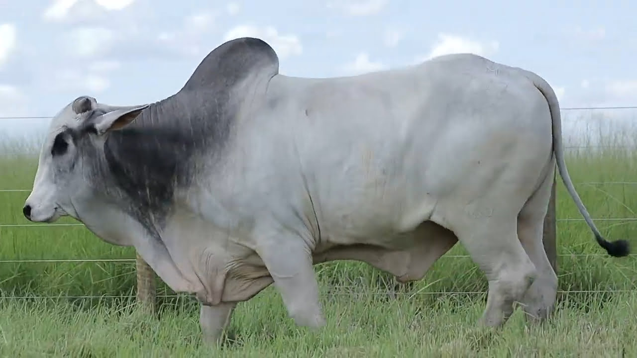 VideoScreenshot--YouTube-LOTE72AM787-0’20”