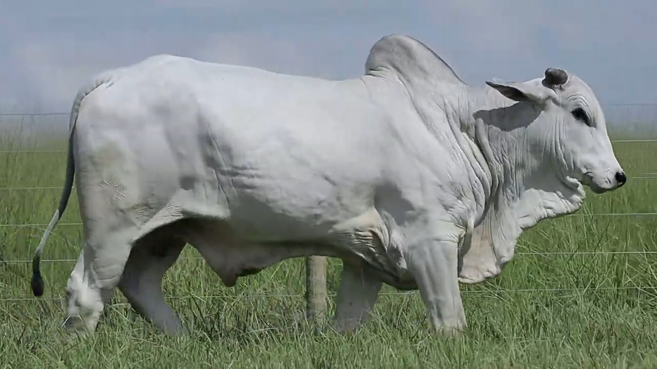 VideoScreenshot--YouTube-LOTE75AM813-0’19”