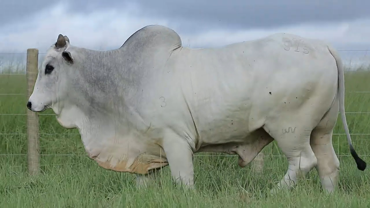 VideoScreenshot--YouTube-LOTE76AM815-0’18”