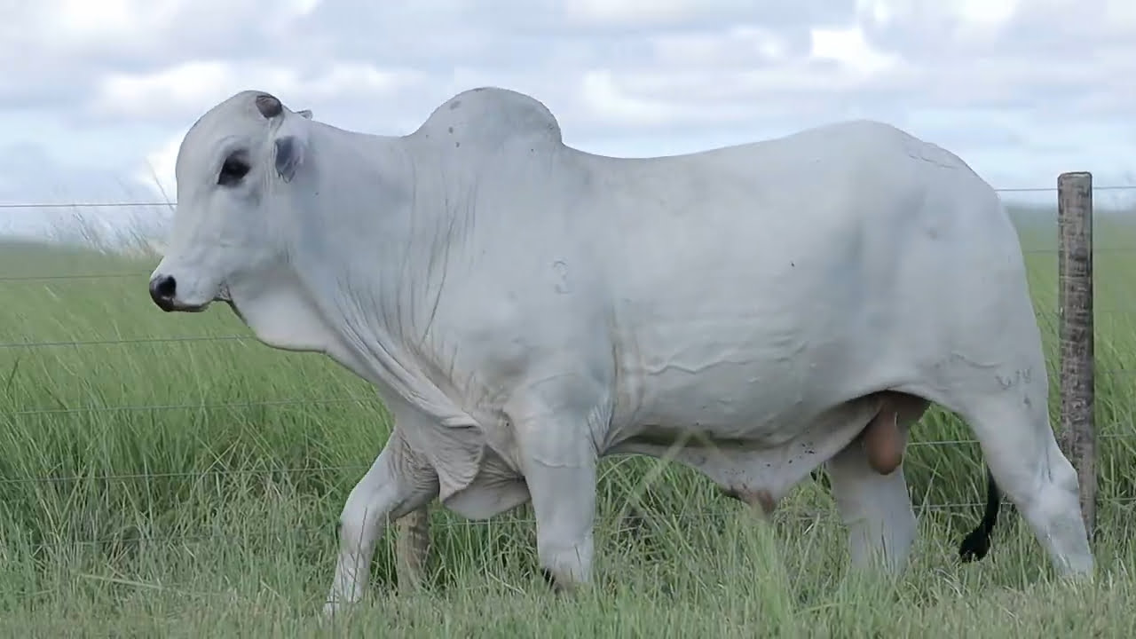 VideoScreenshot--YouTube-LOTE77AM844-0’22”