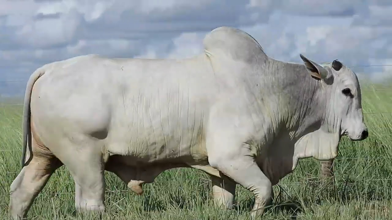 VideoScreenshot--YouTube-LOTE79AM875-0’27”