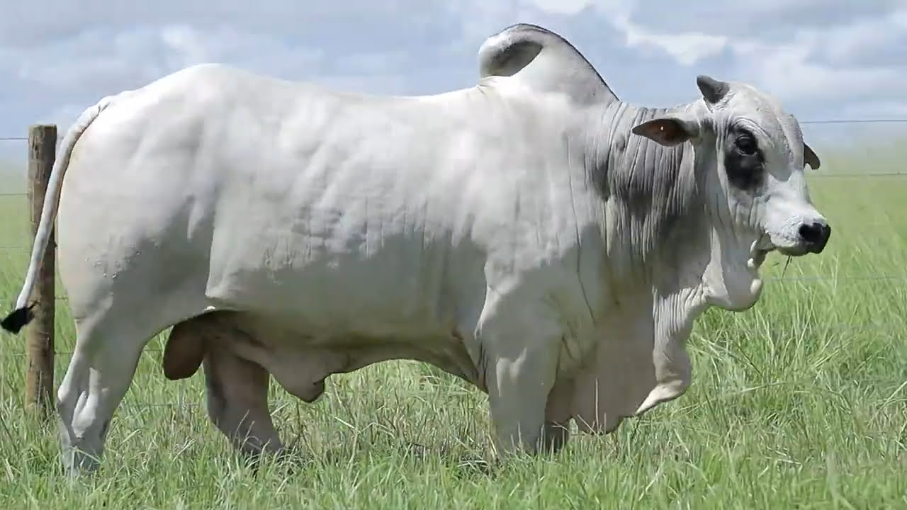 VideoScreenshot--YouTube-LOTE85AM969-0’28”