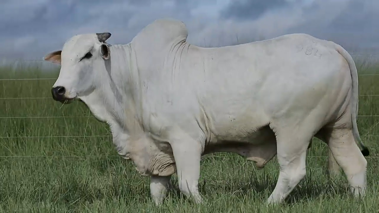 VideoScreenshot--YouTube-LOTE87AM984-0’22”