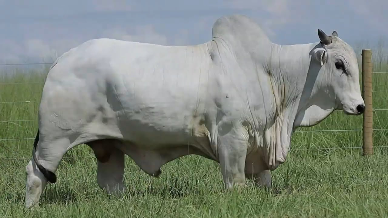 VideoScreenshot--YouTube-LOTE89AM1010-0’21”