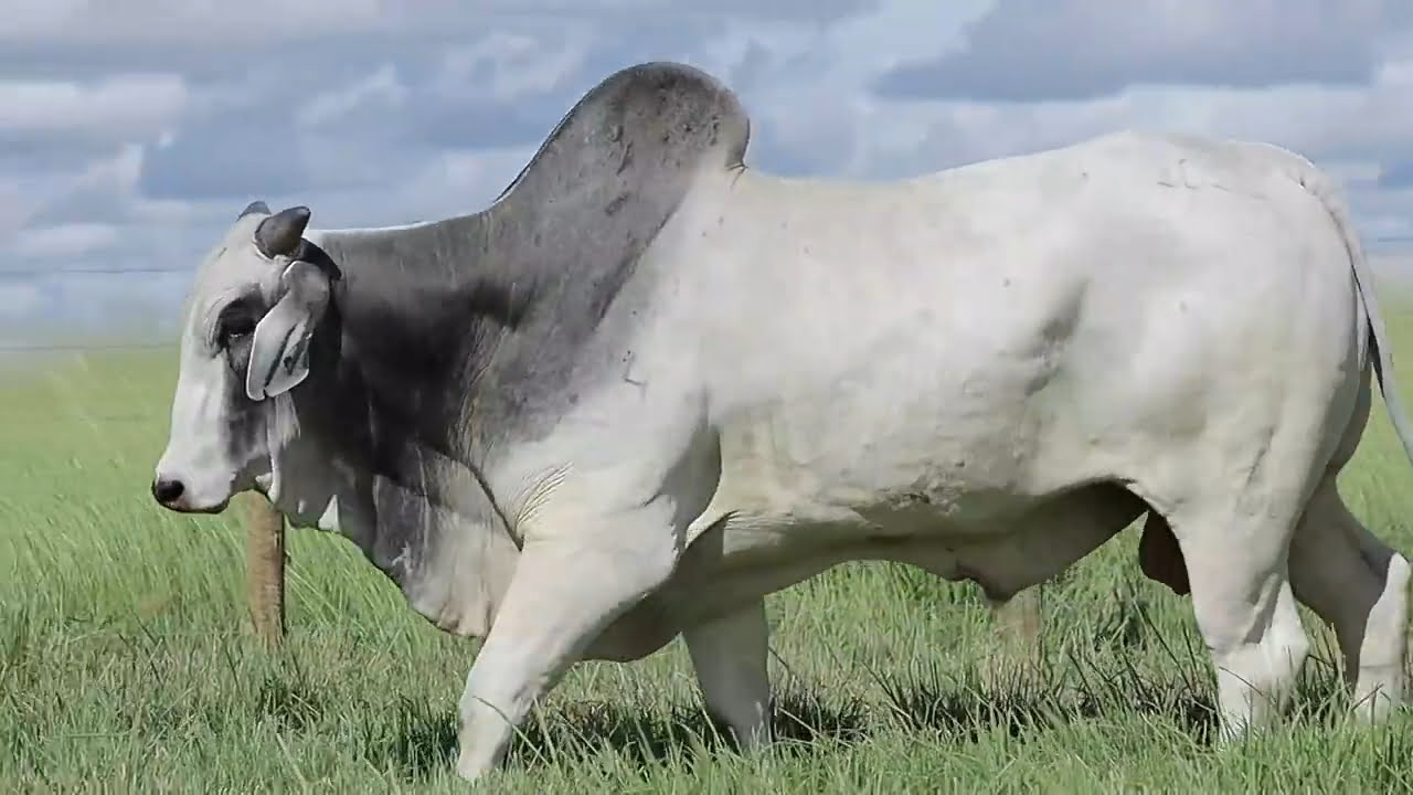 VideoScreenshot--YouTube-LOTE90AM1016-0’20”