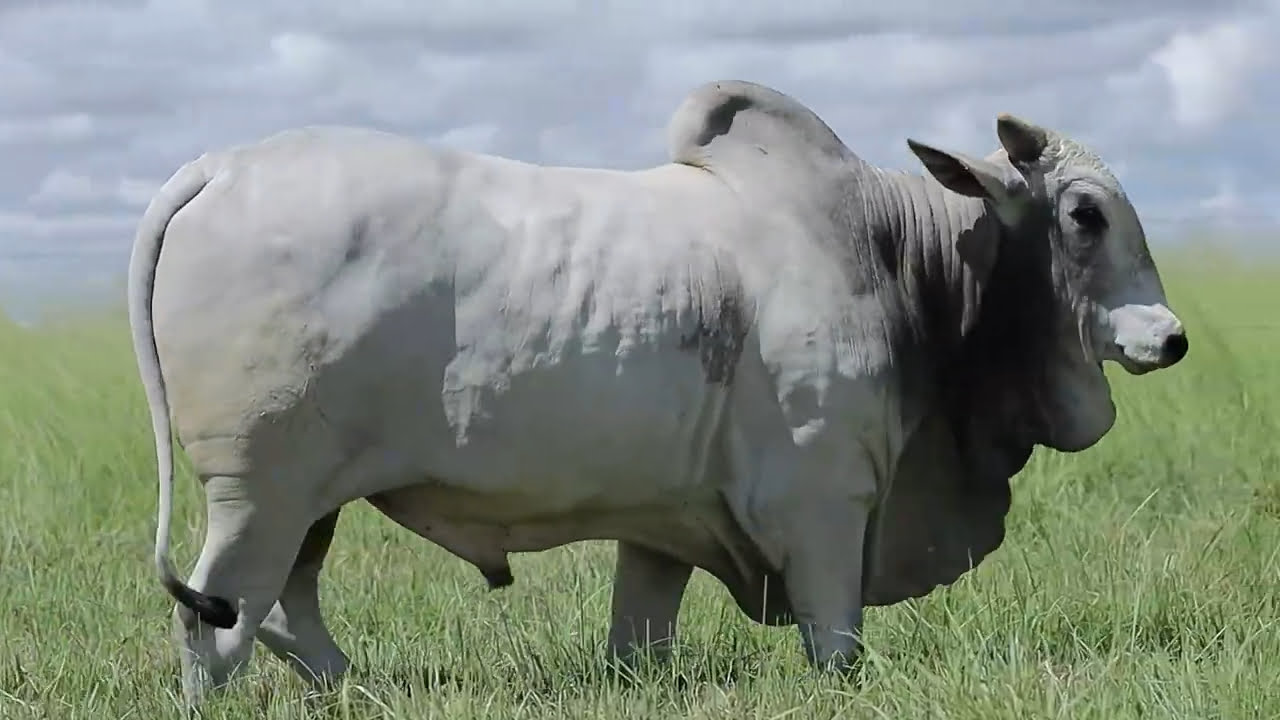 VideoScreenshot--YouTube-LOTE95AM1089-0’27”