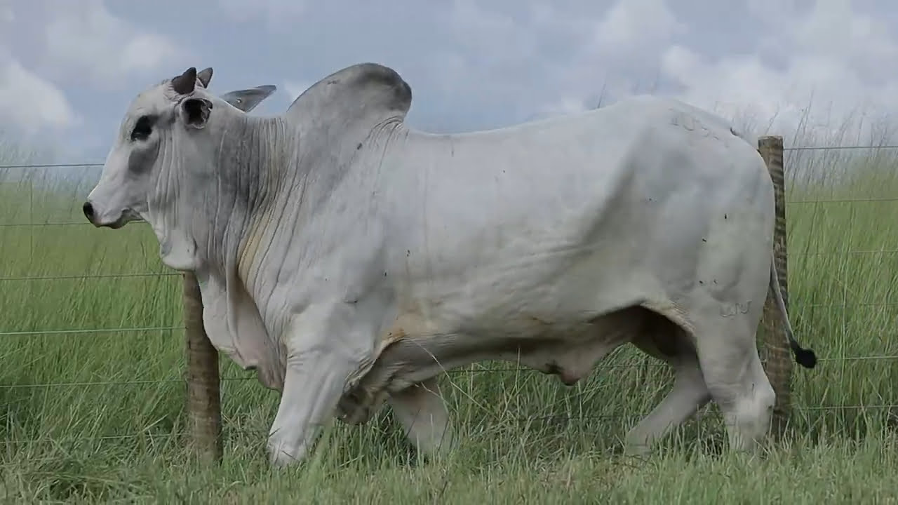 VideoScreenshot--YouTube-LOTE96AM1094-0’17”