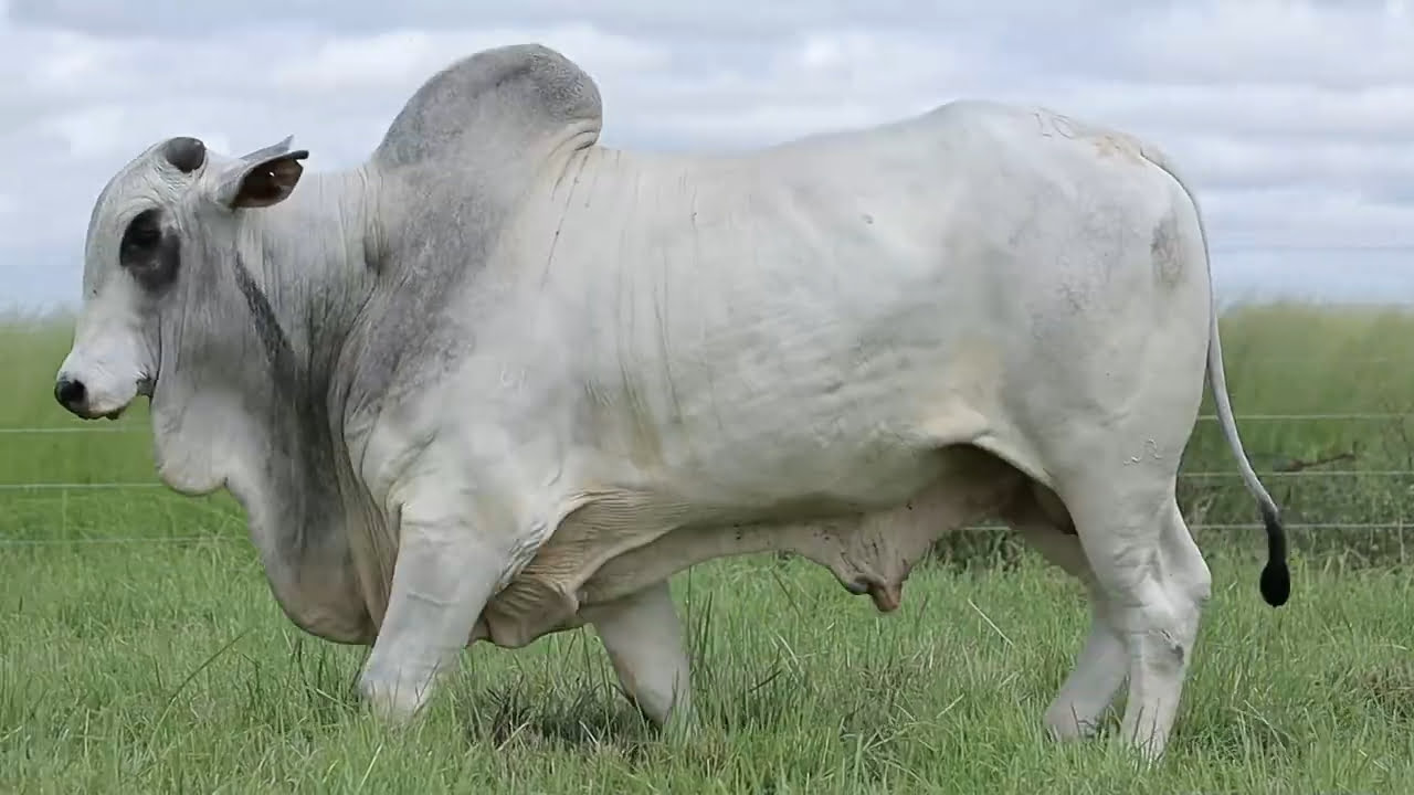 VideoScreenshot--YouTube-LOTE97AM1099-0’20”