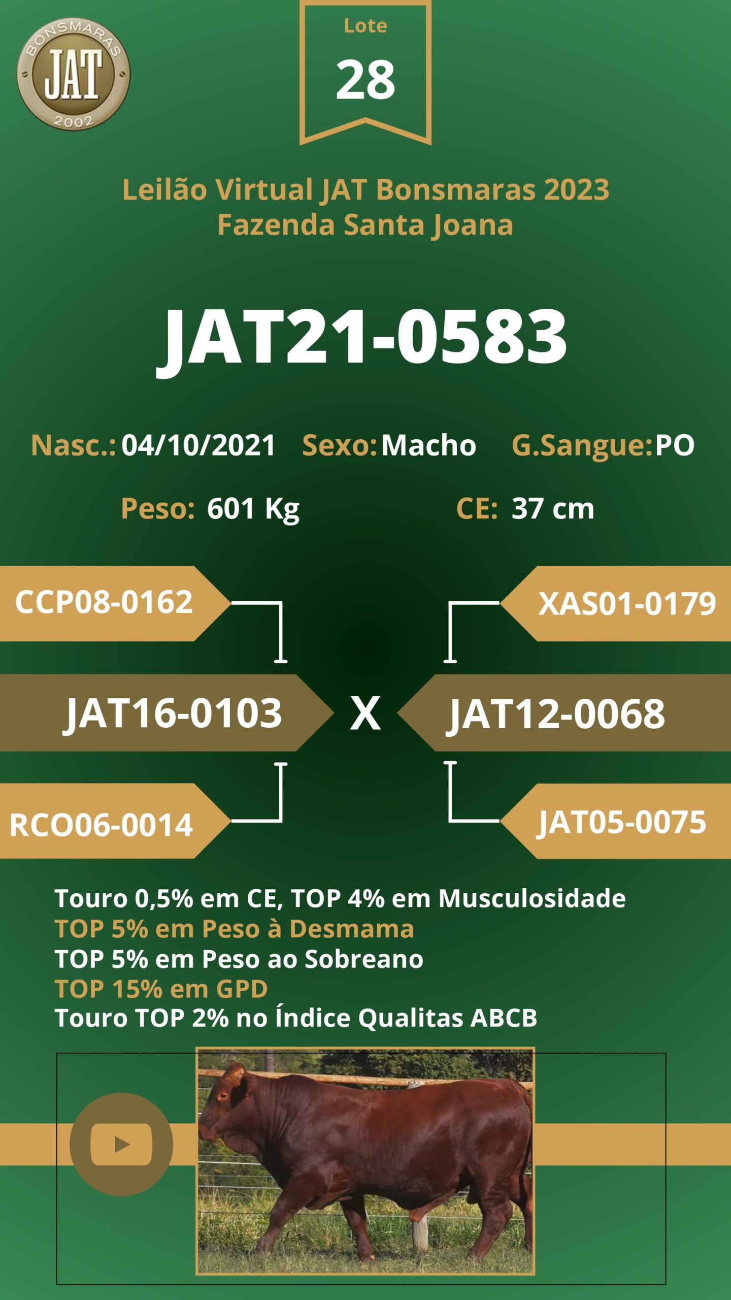Leilão Jat 2023 - LOTE 028 - Image 2