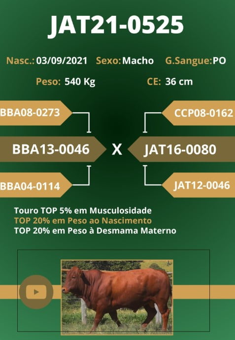 Touro JatBonsmaras - Jat21-0525 - Image 2