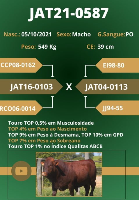 Touro JatBonsmaras – Jat21-0587