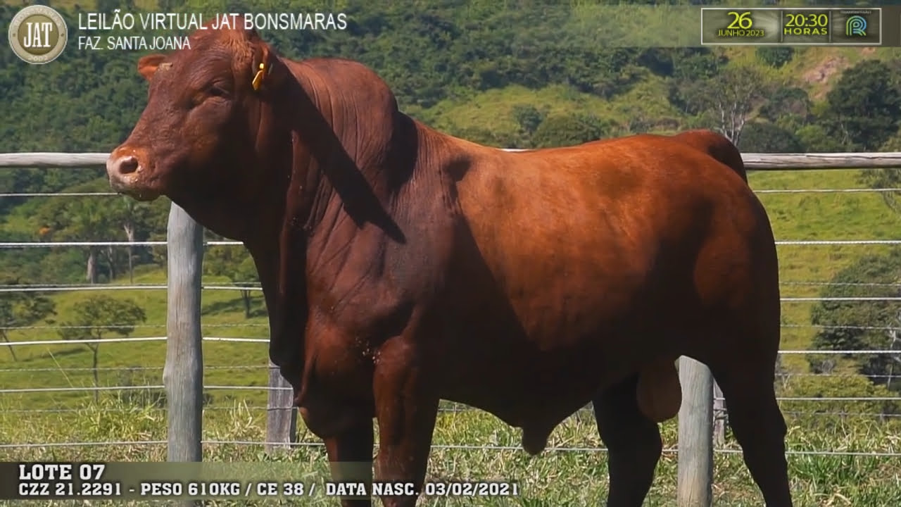 Leilão Jat 2023 - LOTE 007