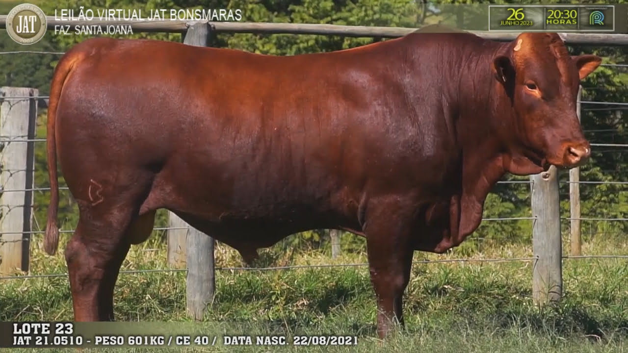 Leilão Jat 2023 - LOTE 023