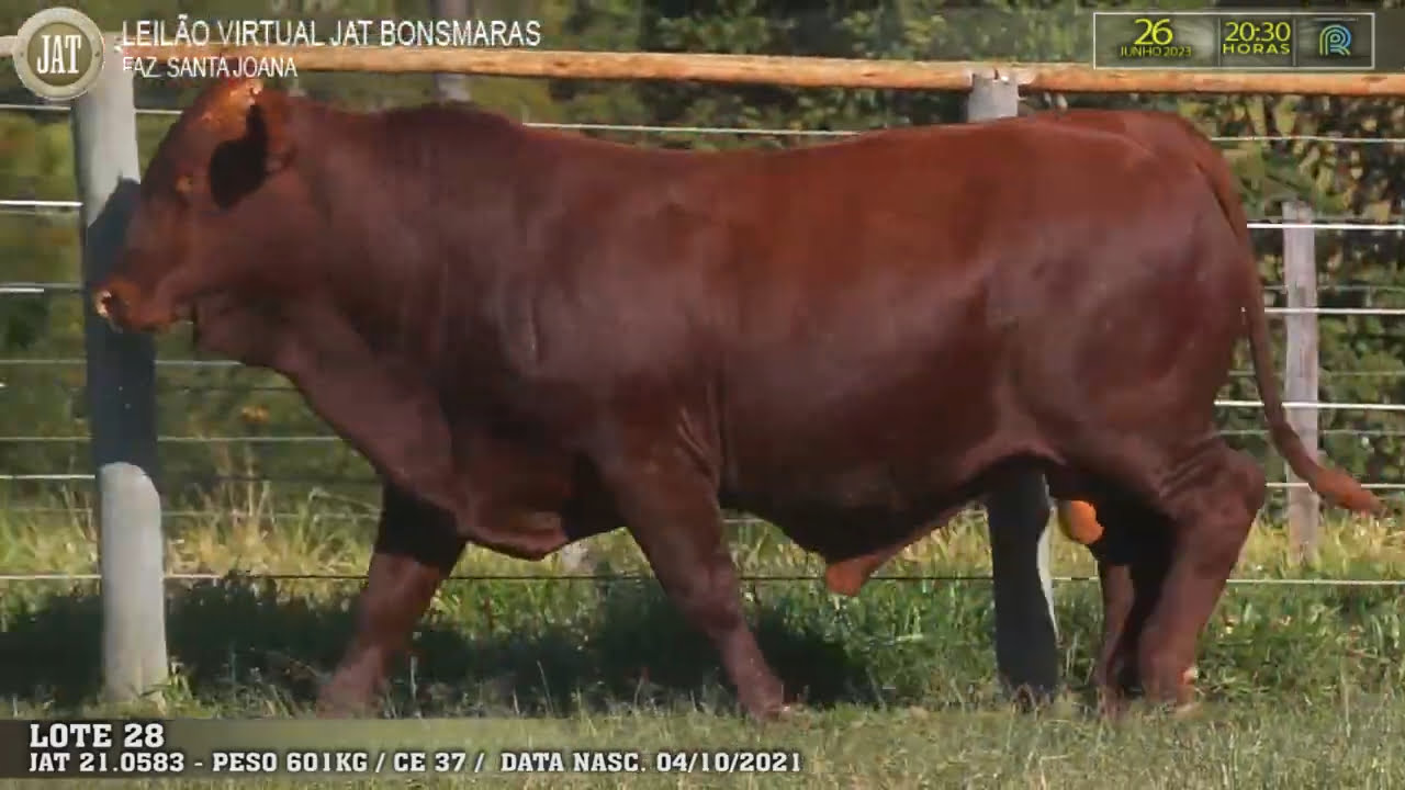 Leilão Jat 2023 - LOTE 028