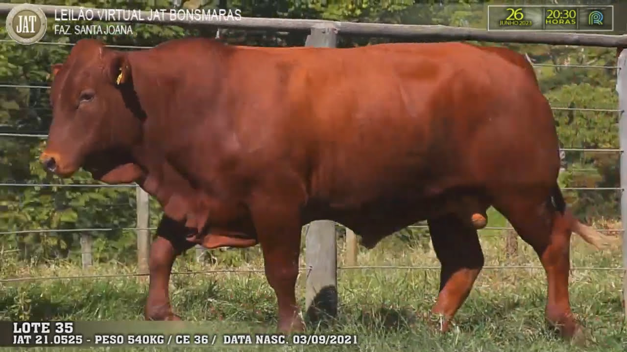 VideoScreenshot--YouTube-LOTE035-0’00”