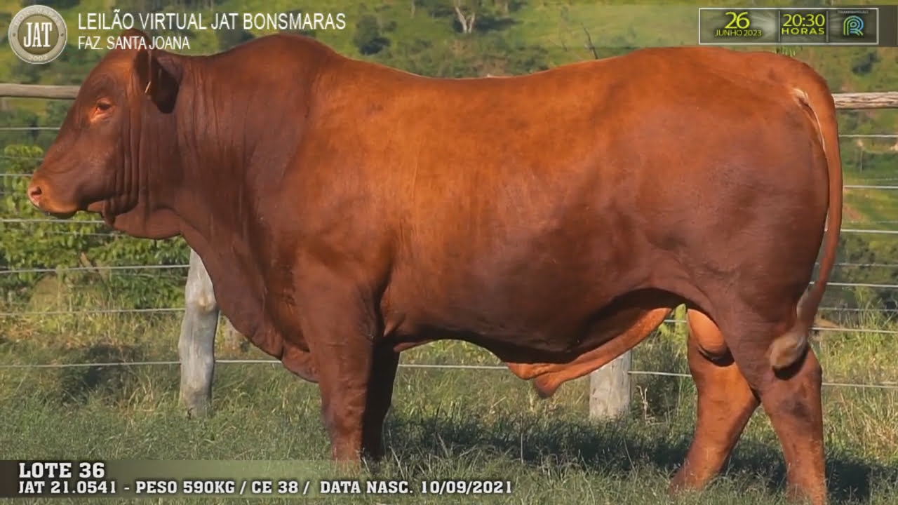 Leilão Jat 2023 - LOTE 036
