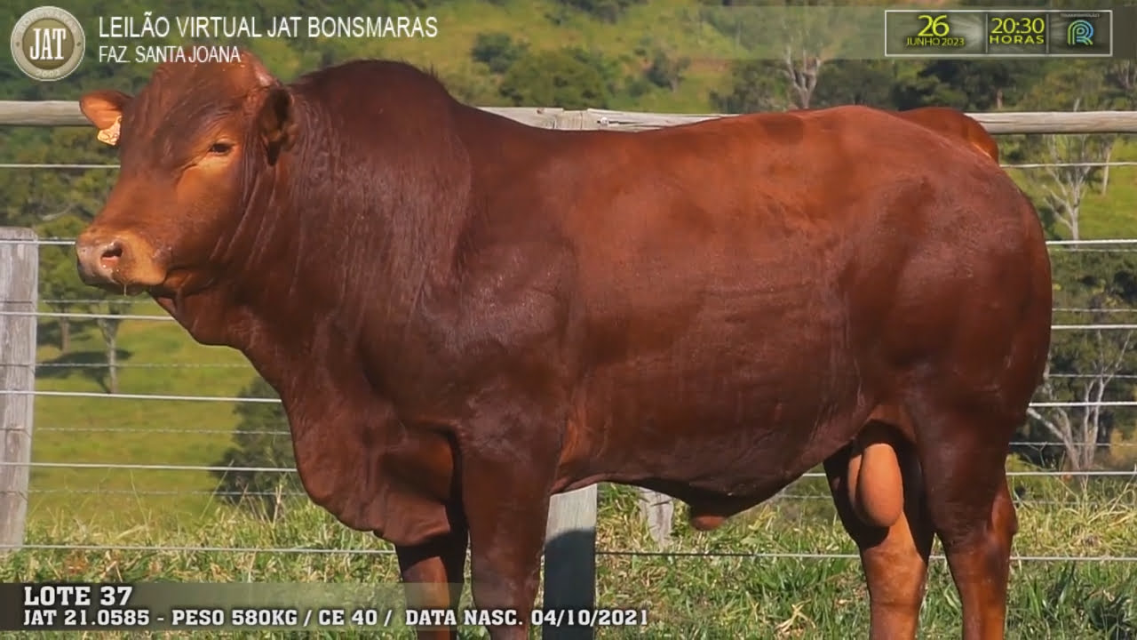 Leilão Jat 2023 - LOTE 037