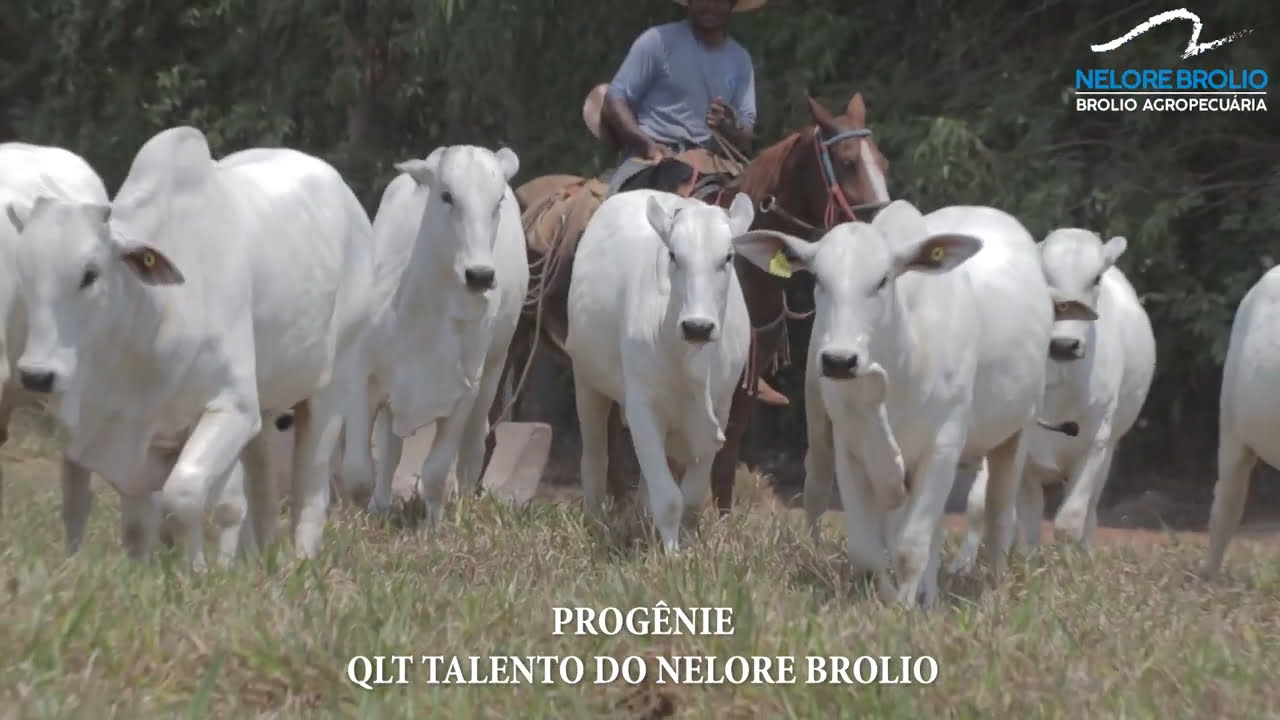 PROGÊNIE E QLT TALENTO DO NELORE BROLIO