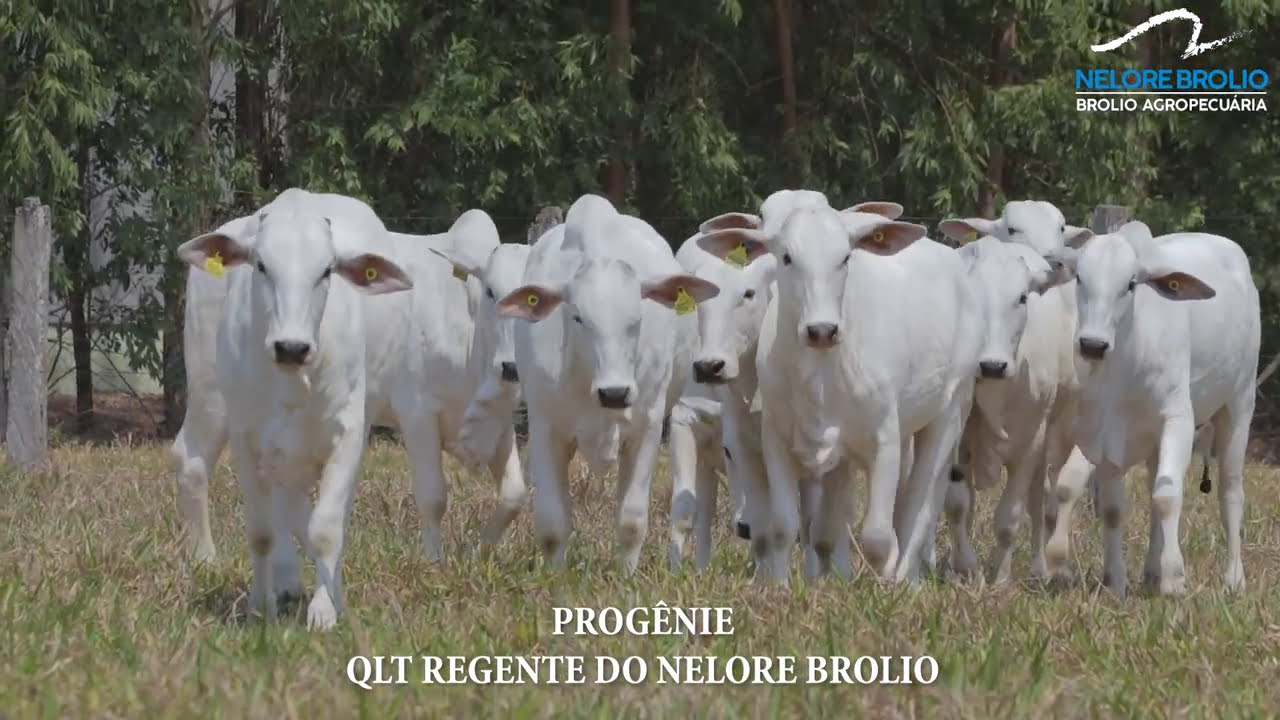 VS--YouTube-PROGNIEREGENTE-0’01”