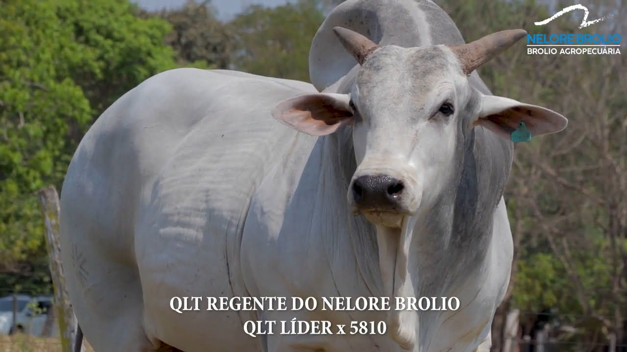 VS--YouTube-QLTREGENTEDONELOREBROLIO-0’04”