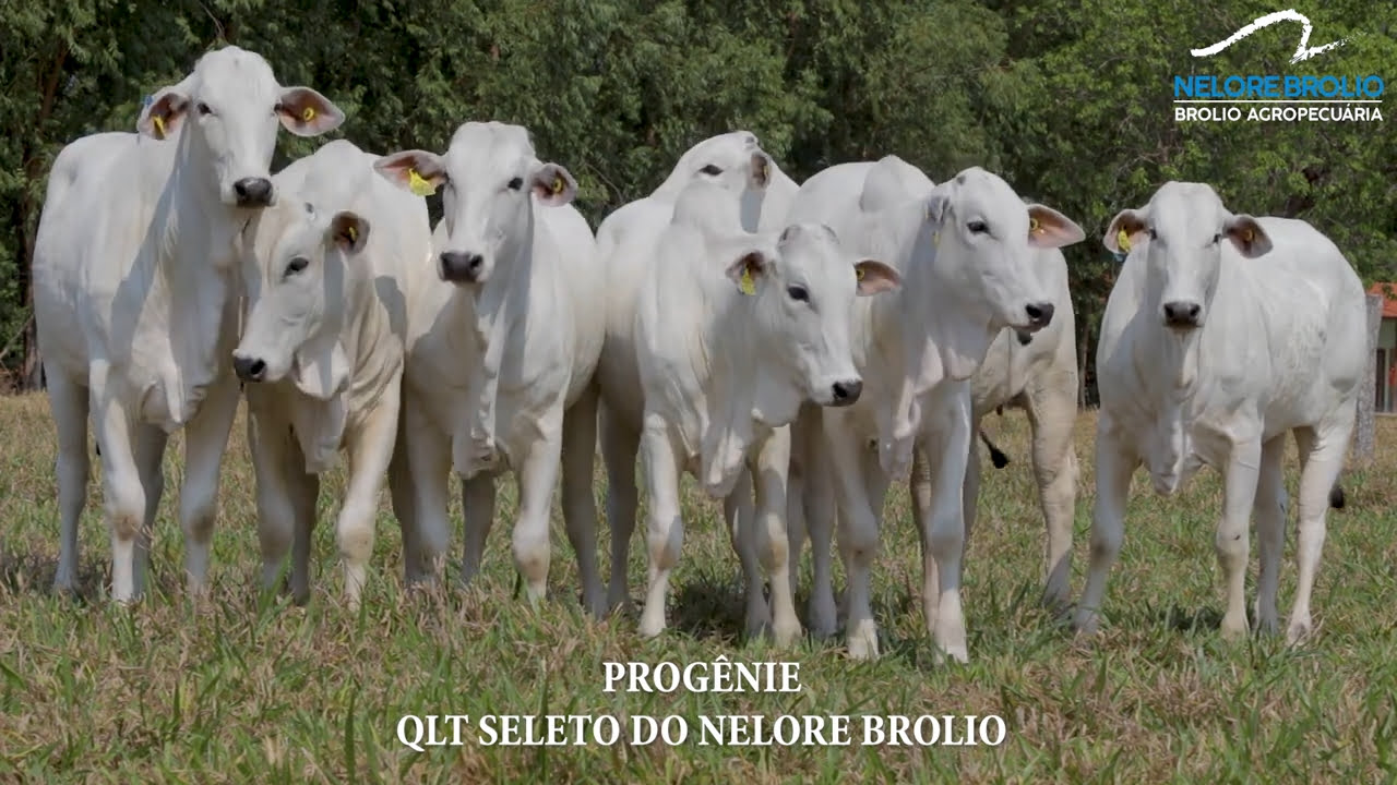 VS--YouTube-QLTSELETODONELOREBROLIOEPROGNIE-0’08”