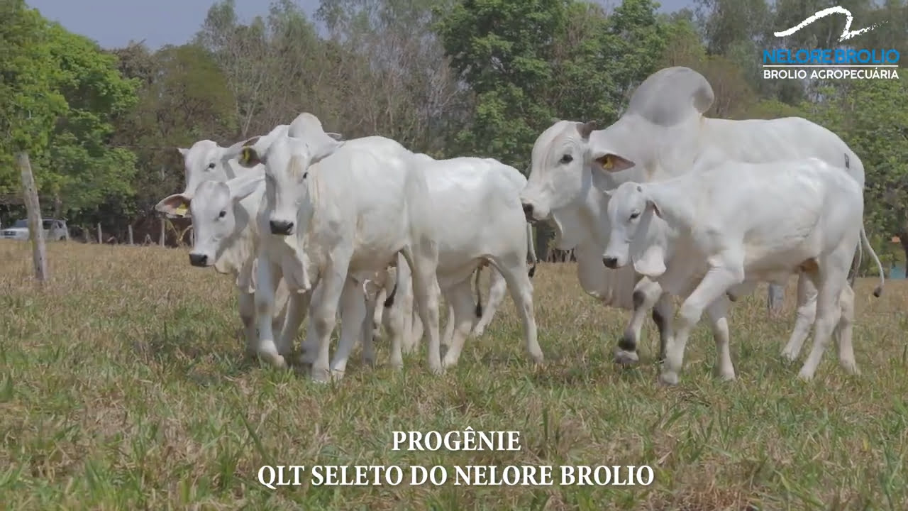 VS--YouTube-SELETOEPROGNE-0’01”