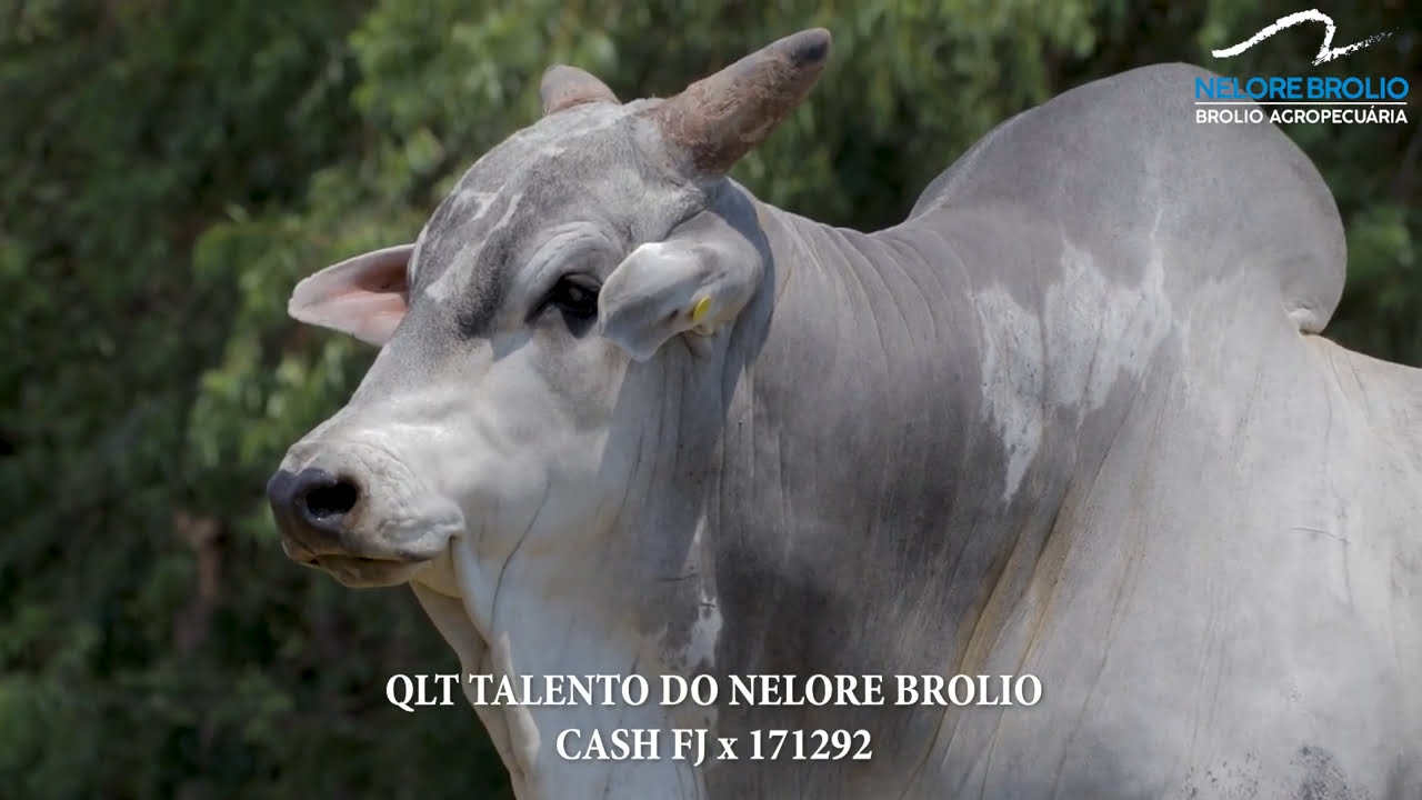 VS--YouTube-TALENTODONELOREBROLIO-0’01”