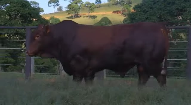 VS--YouTube-TouroBonsmaraJAT19-0010-Zuma-0’23” (1)