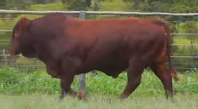 VS--YouTube-TouroBonsmaraJAT20-0347-Juma-0’15”