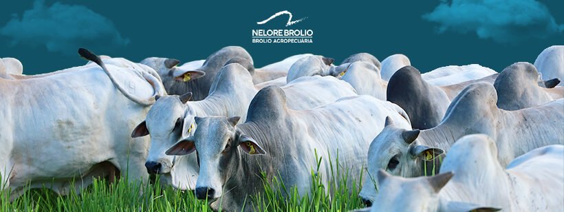 Nelore Brolio Nelore Brolio