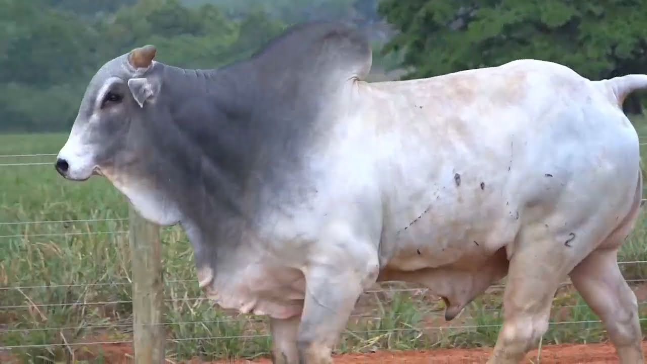 VS--YouTube-LOTE01B203261-0’03”