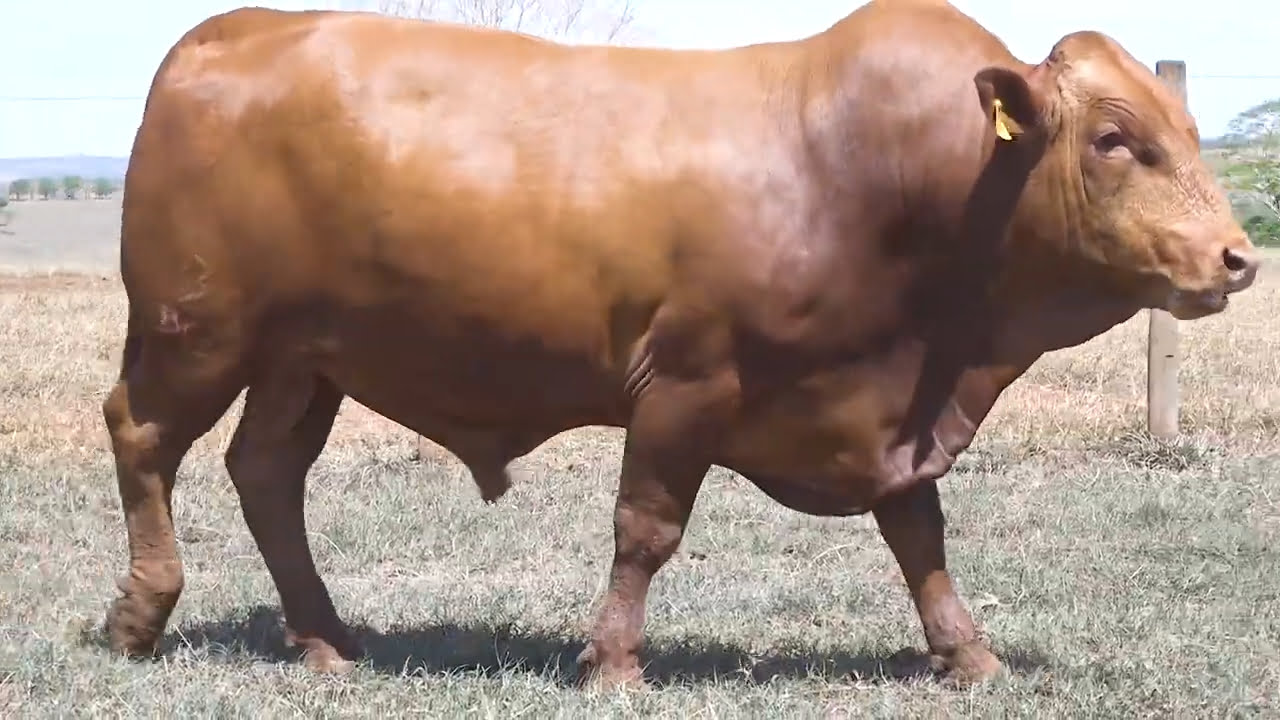 VS--YouTube-LOTE07-BBG1917-0’50”