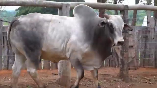 VS--YouTube-LOTE11S202761-0’24”