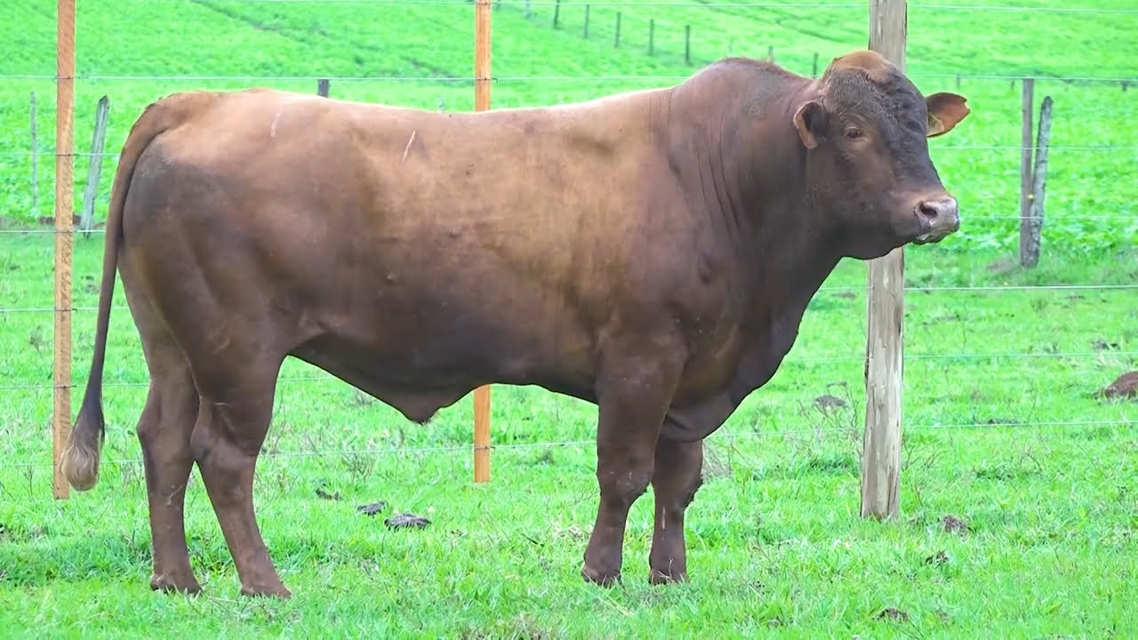 VS--YouTube-LOTE17-NAS0584-0’05”