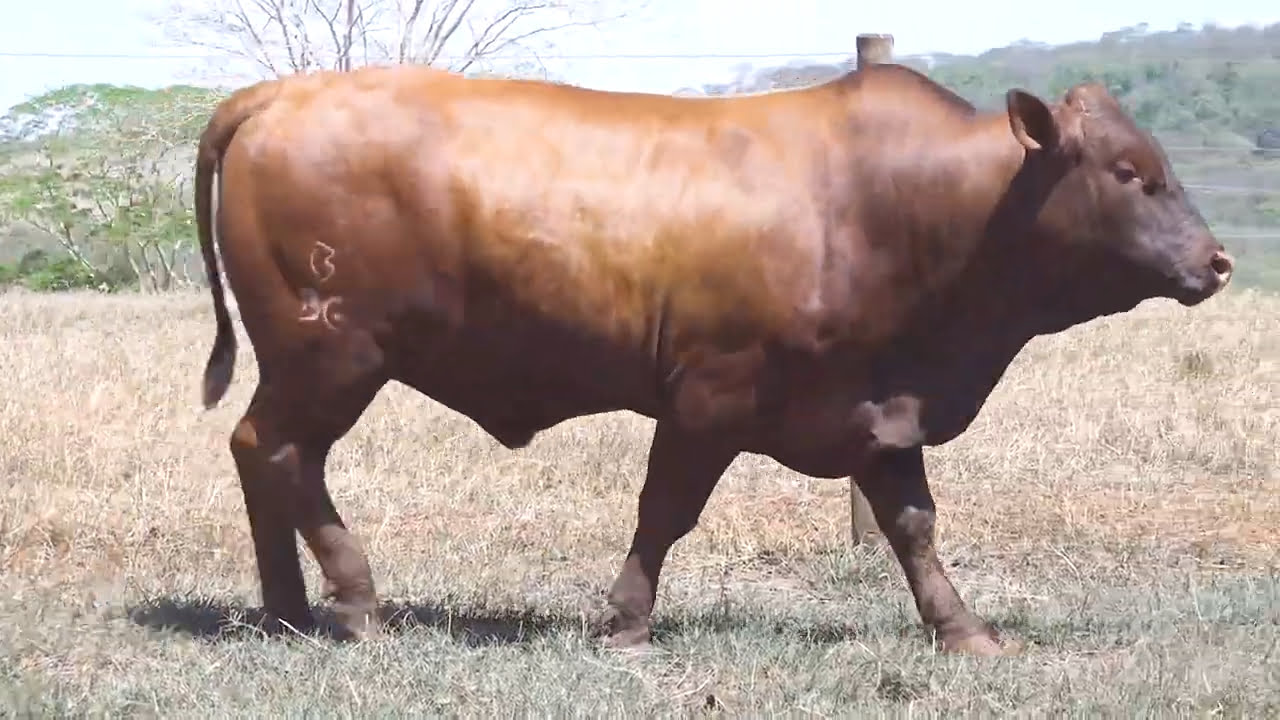 VS--YouTube-LOTE21-BBG2124-0’49”