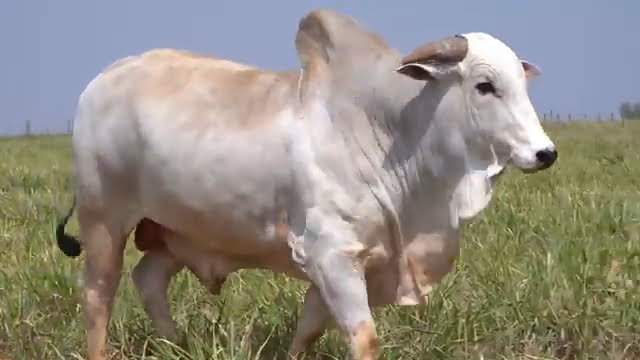 VS--YouTube-LOTE21B202401-0’02”