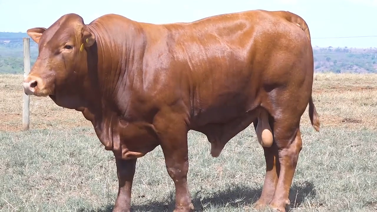 VS--YouTube-LOTE24-BBG2133-0’49”