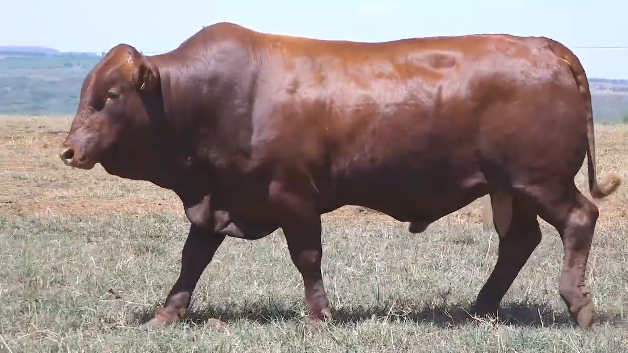 VS--YouTube-LOTE25-BBG2142-0’43”