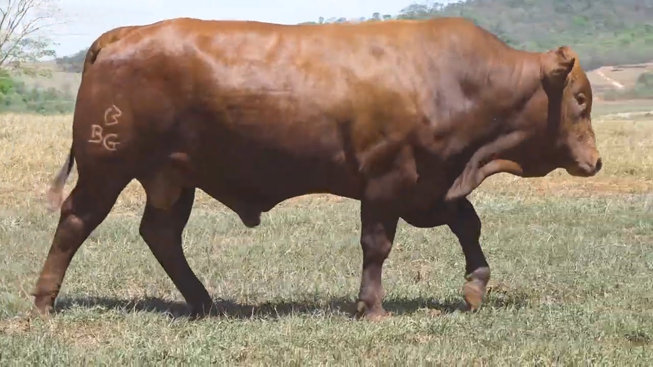 VS--YouTube-LOTE27-BBG2145-0’11”