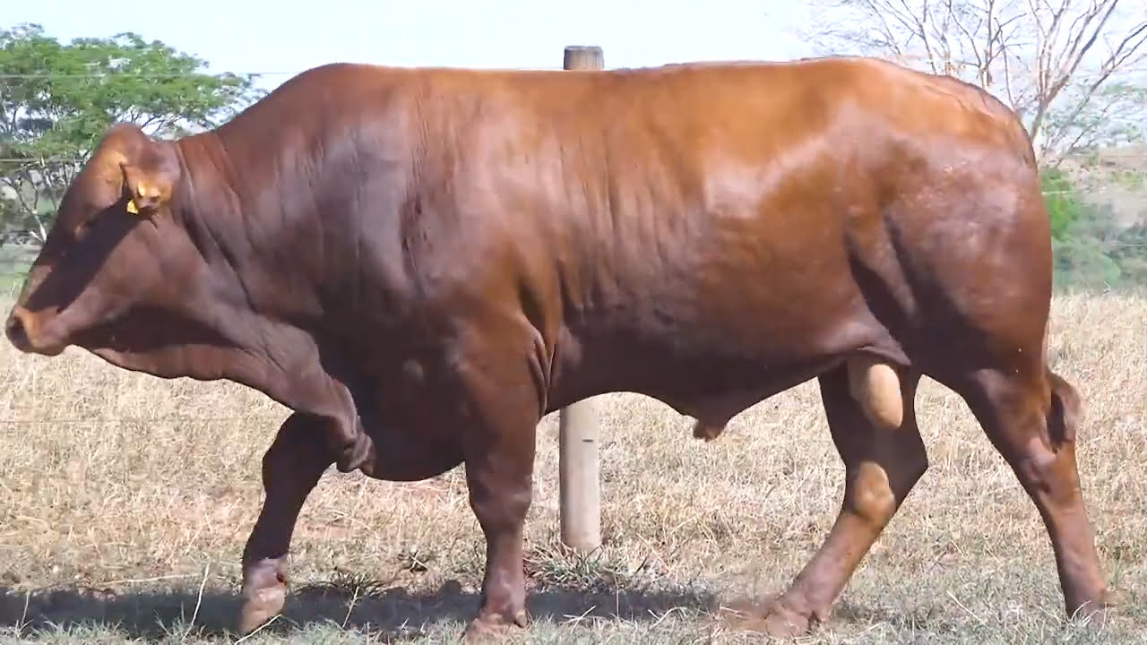 VS--YouTube-LOTE30-BBG2172-0’03”