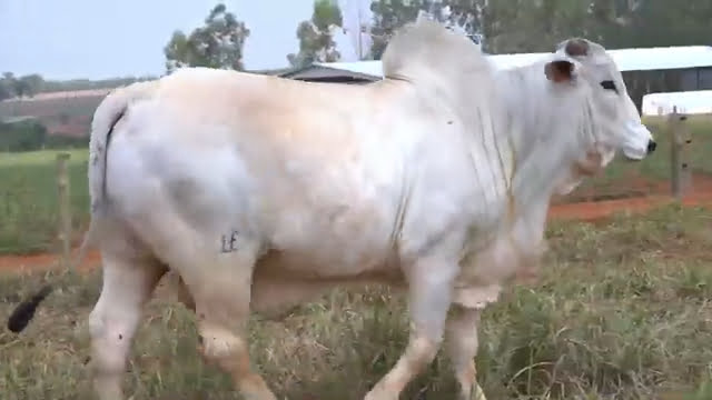 VS--YouTube-LOTE33S201481-0’23”